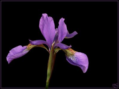 Iris