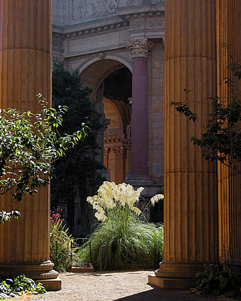 Pampas Grass