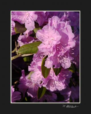 DSC_3912.jpg