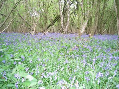 Bluebells in Harewood Forest
