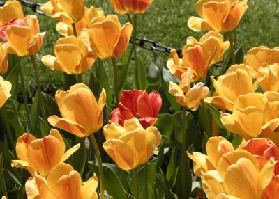 Tulip Fest001_JFR.JPG