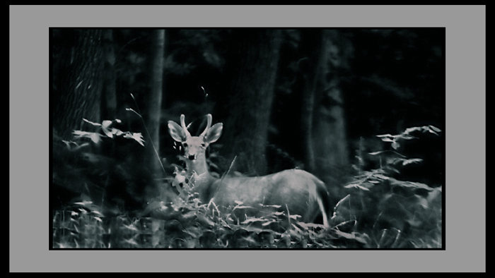 Buck