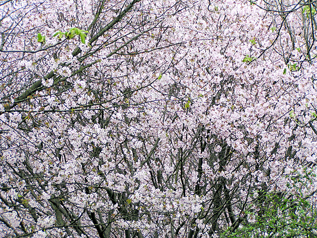 CherryTree01.jpg