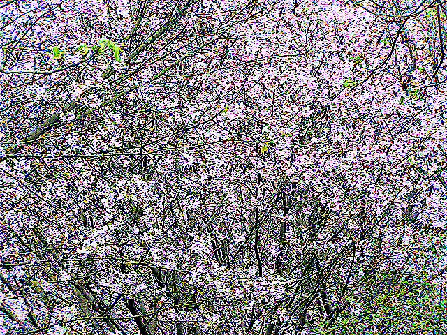 CherryTree01a.jpg