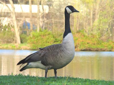 Goose Close