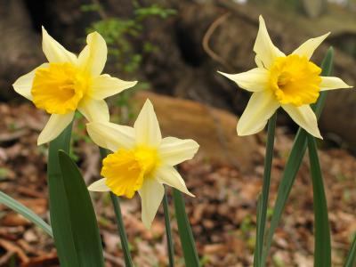 Three Wild Daffodils