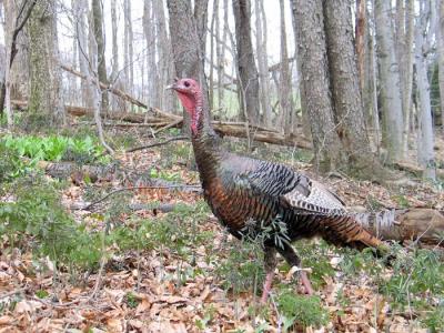 wild turkey 8148