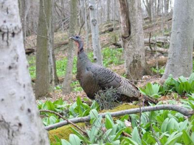 wild turkey 8025