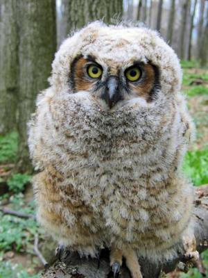 Owl  1.jpg