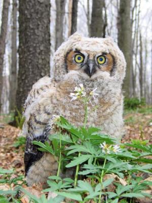 Owl  3.jpg