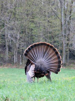 wild turkey 9216