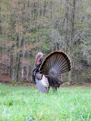 wild turkey 9202