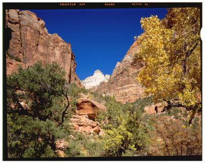 White Mtn and Trees Zion.jpg