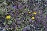 Panamint Daisy among the Notch-Leaf Phacelia