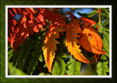 Autumn colours, Martock, Somerset