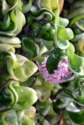 HouseFlower2.jpg
