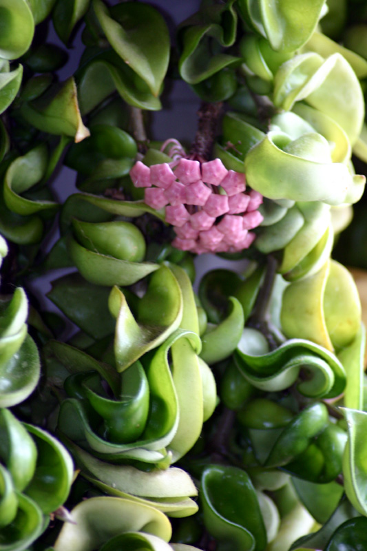 HouseFlower.jpg