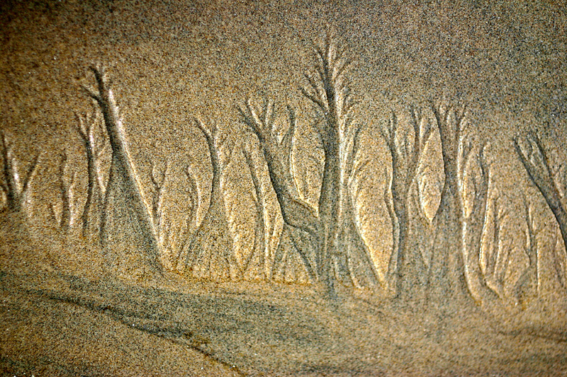 sandtrees.jpg