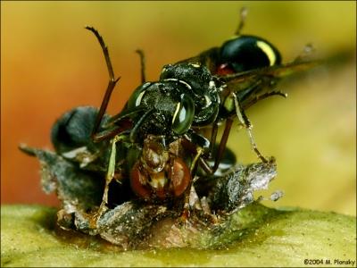 Picture winged fly being eaten by a small wasp