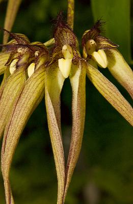 Bulbophyllum - species