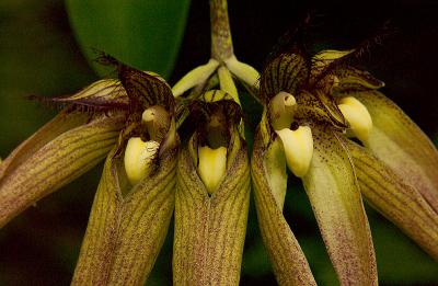 Bulbophyllum - species