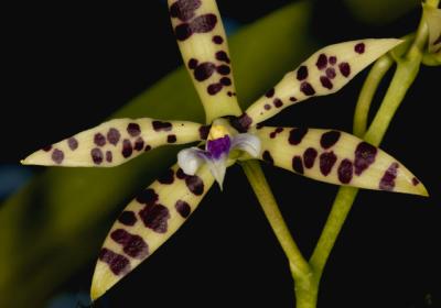 Encyclia prismatocarpum