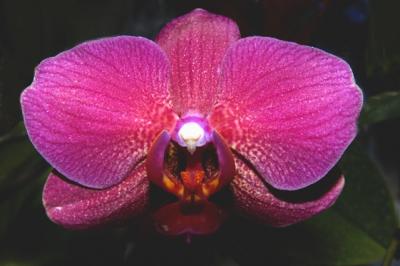 Phalaenopsis