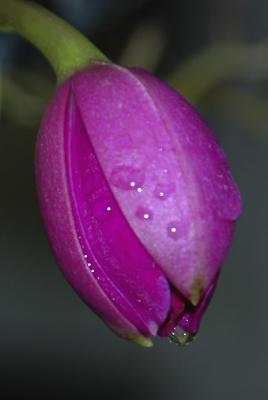Mini-Catt bud
