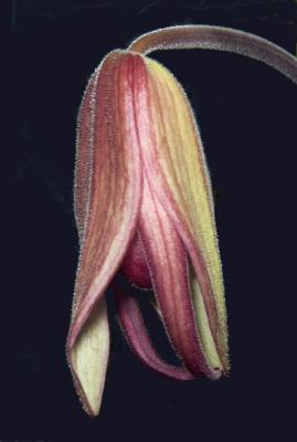 Phragmepedium Schroderae 'Coos Bay' AM/AOS