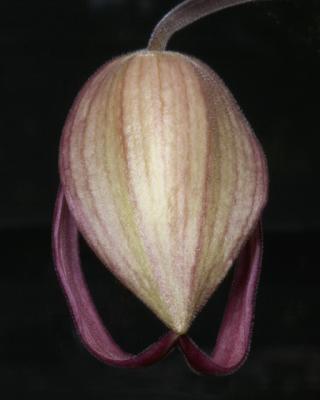 Phragmepedium Schroderae 'Coos Bay' AM/AOS