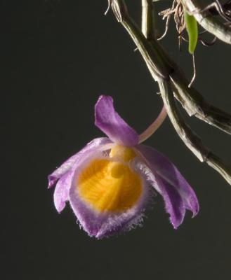 Dendrobium - species