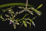 Encyclia prismatocarpum