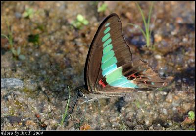 C Common Bluebottle (Graphium sarpedon)