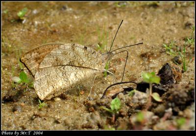 b Great Orange Tip (Hebomoia glaucippe)