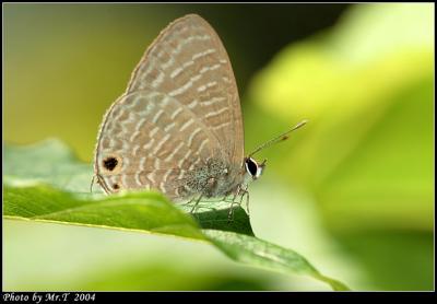 jӮRǽ Transparent Six-line Blue (Nacaduba jurava)