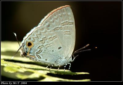 ͦǽ Broad Spark (Sinthusa chandrana)