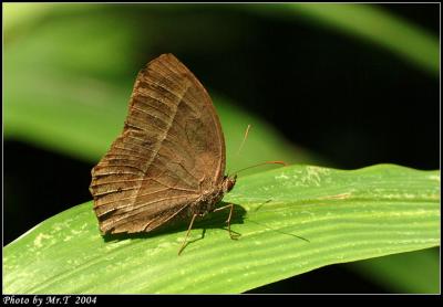 ܲ South China Bush Brown (Mycalesis panthaka)