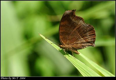 _Ͳ潺 Chocolate Pansy (Junonia iphita)