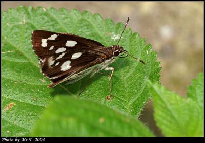 ˽ Grass Demon (Udaspes folus)