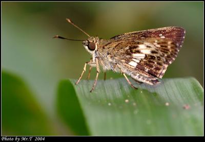 lo˽ Dark Brown Ace (Halpe porus)