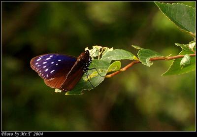  Striped Blue Crow (Euploea mulciber)