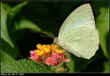 E Mottled Emigrant (Catopsilia pyranthe)