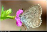 `ߦǽ Pale Grass Blue (Zizeeria maha)