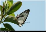 潺 Common Mapwing (Cyrestis thyodamas)