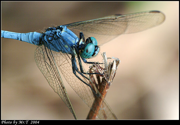 Crop_DSCF1216.jpg