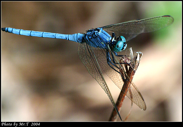 Crop_DSCF1217.jpg