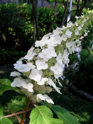 Oakleaf Hydrangea