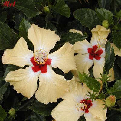 hibiscus.jpg (544)