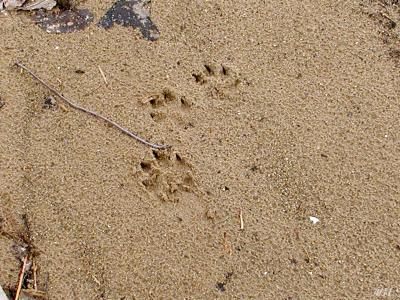 Footprints in the sand.jpg(498)