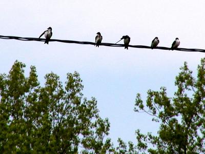 Sparrows hanging  around.jpg(259)